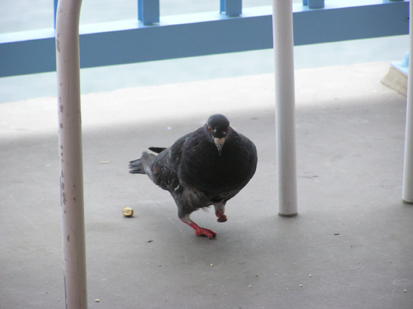 One Legged Pigeon