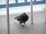 One Legged Pigeon